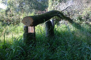 Slika /192 - FOTOGRAFIJE/kradja-suma-1.jpg